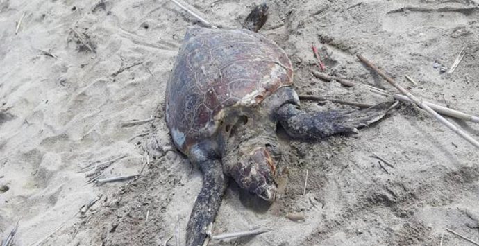 Pizzo, ennesima carcassa di tartaruga marina rinvenuta sulla spiaggia