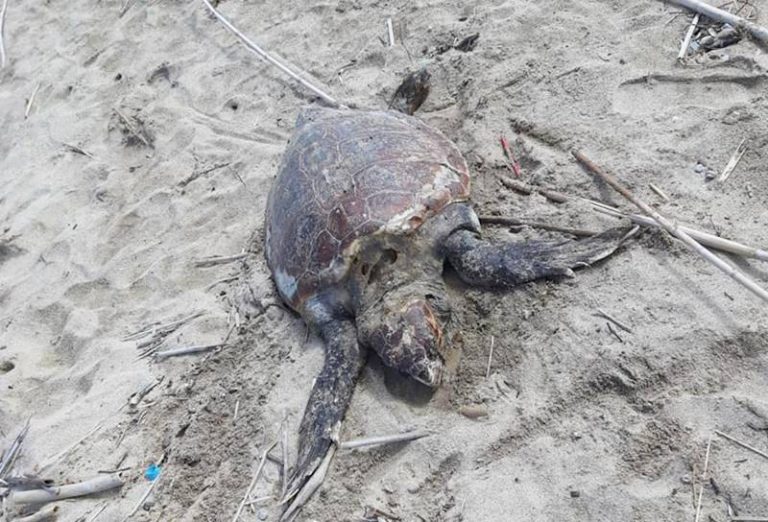 Pizzo, ennesima carcassa di tartaruga marina rinvenuta sulla spiaggia