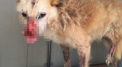Cane “ustionato con l’acido” nel Vibonese, parla la veterinaria che l’ha avuto in cura