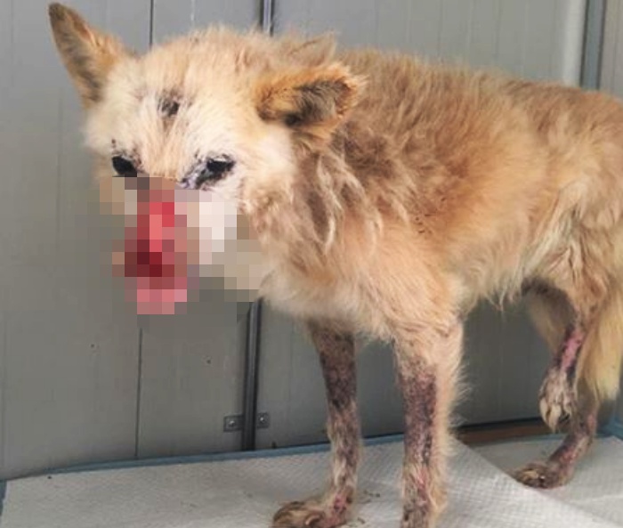 Cane “ustionato con l’acido” nel Vibonese, parla la veterinaria che l’ha avuto in cura