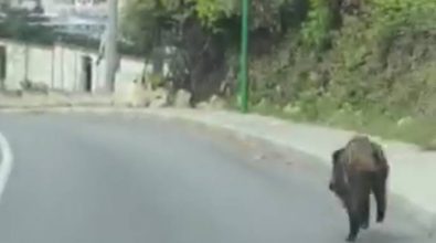 Tropea, cinghiale “in fuga” in pieno giorno nei pressi del porto – Video
