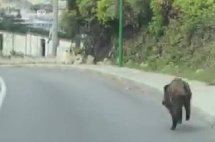 Tropea, cinghiale “in fuga” in pieno giorno nei pressi del porto – Video