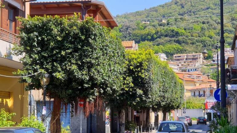 Vibo Marina, un taglio “punk” per gli alberi di corso Bianchi