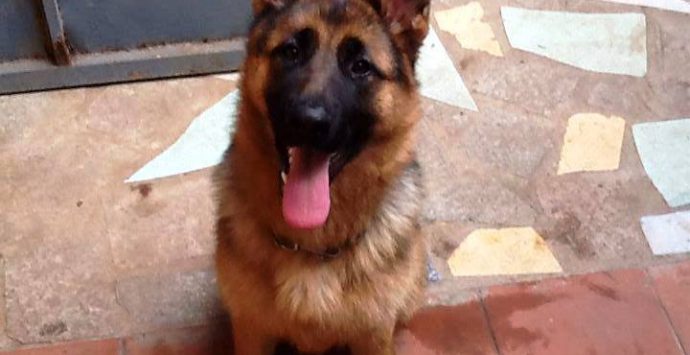 Mileto, due cani morti nel giro di pochi giorni: si sospetta un avvelenamento
