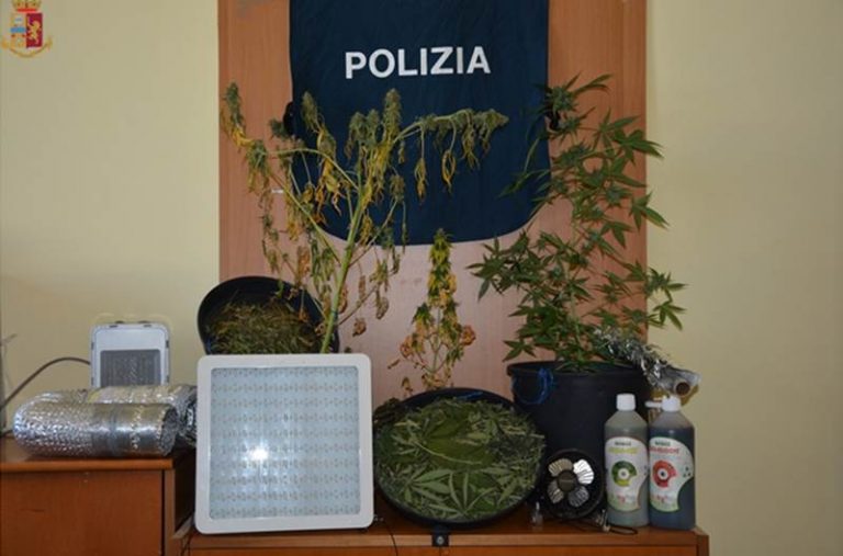 Coltivava canapa dentro casa, un arresto nel Vibonese