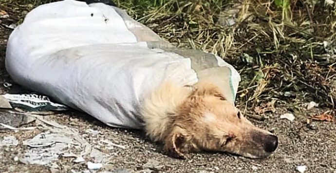 Cane chiuso in un sacco e abbandonato in strada, presentata denuncia contro ignoti