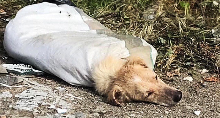 Cane chiuso in un sacco e abbandonato in strada, presentata denuncia contro ignoti