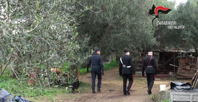 Polia, droga nascosta in una chitarra trovata grazie al fiuto del cane Manco