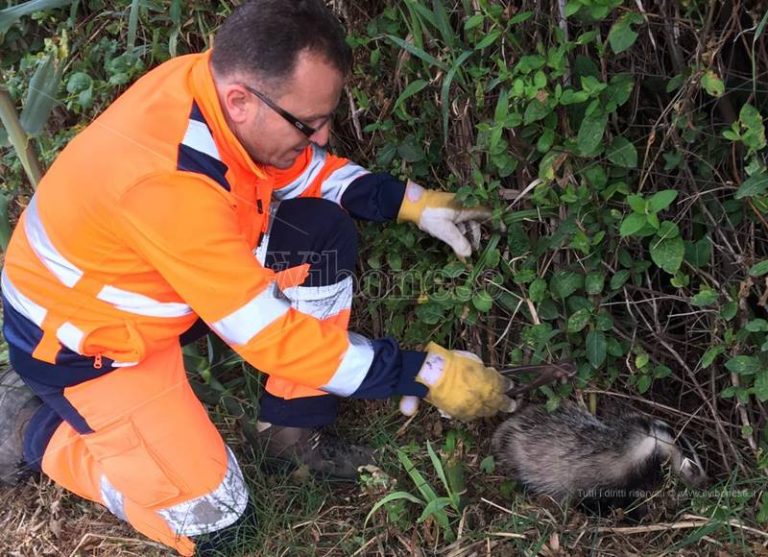 Tasso intrappolato in una rete metallica salvato da un operaio a Mileto