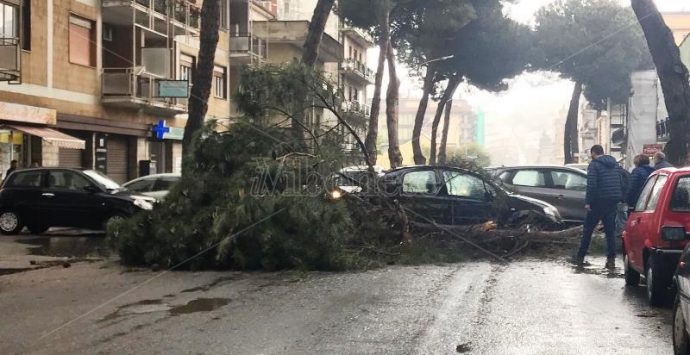 Ramo di un albero finisce su auto in transito: tragedia sfiorata nel centro di Vibo