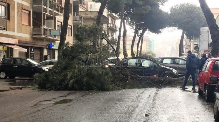 Ramo di un albero finisce su auto in transito: tragedia sfiorata nel centro di Vibo