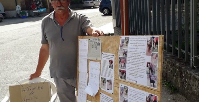 Gli rubano e uccidono 18 cavalli, protesta di un cittadino di Francica – Video