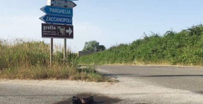 Ennesima brutalità sugli animali, cane bruciato ritrovato nei pressi di Zungri