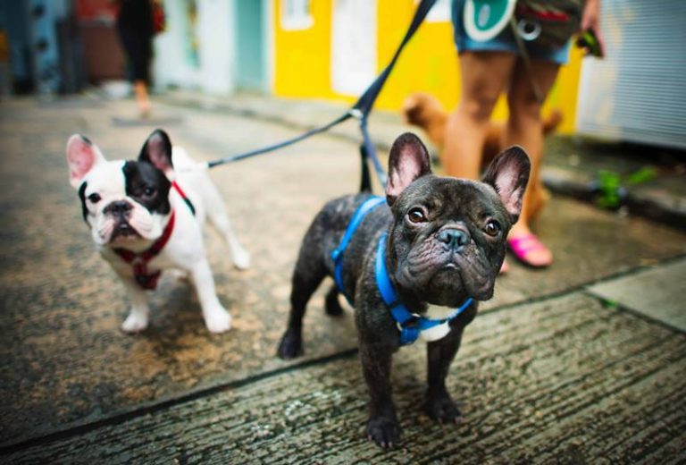 Piazze e ville di Zungri vietate ai cani, l’ordinanza fa infuriare gli animalisti