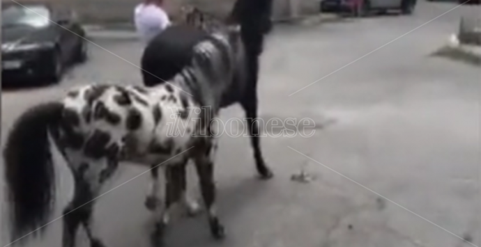 Cavalli fuggono dal circo e vanno “a spasso” per Vibo – Video