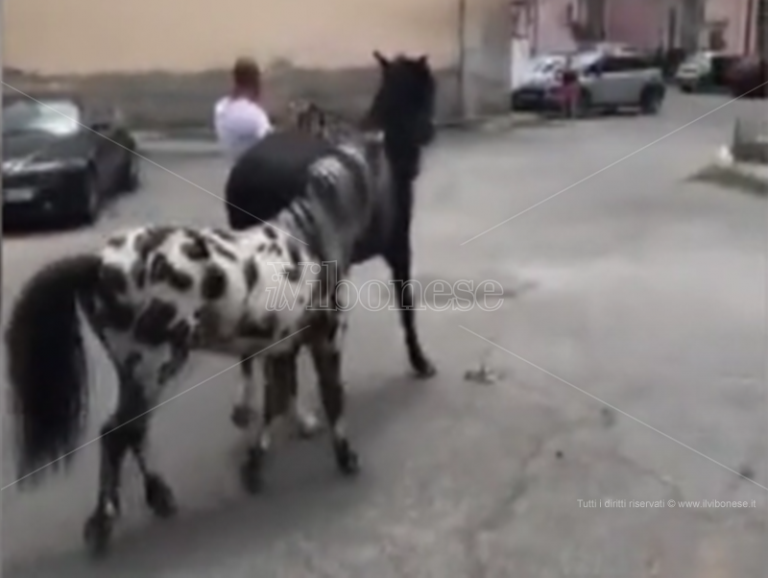 Cavalli fuggono dal circo e vanno “a spasso” per Vibo – Video