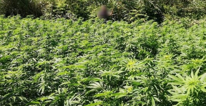 Maxi-piantagione di marijuana nel Vibonese, condanna definitiva