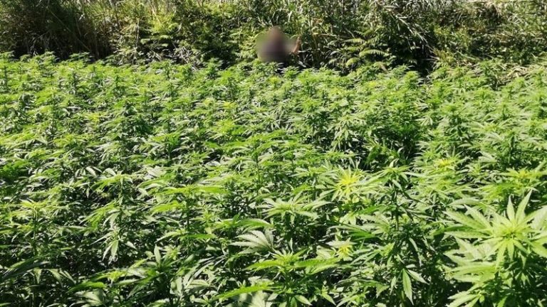 Maxi-piantagione di marijuana nel Vibonese, condanna definitiva