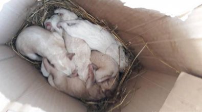 Sette cuccioli abbandonati a Longobardi, l’appello dell’Enpa per trovargli una casa