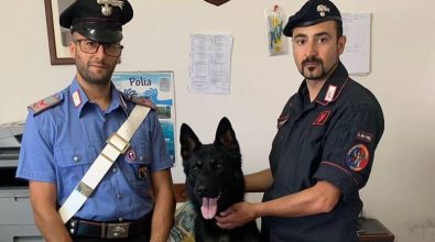 Polia: Enno, il cane carabiniere, scova 120 cartucce di fucile