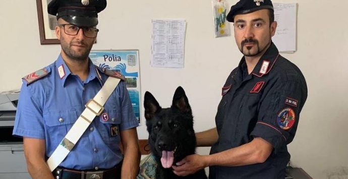 Polia: Enno, il cane carabiniere, scova 120 cartucce di fucile