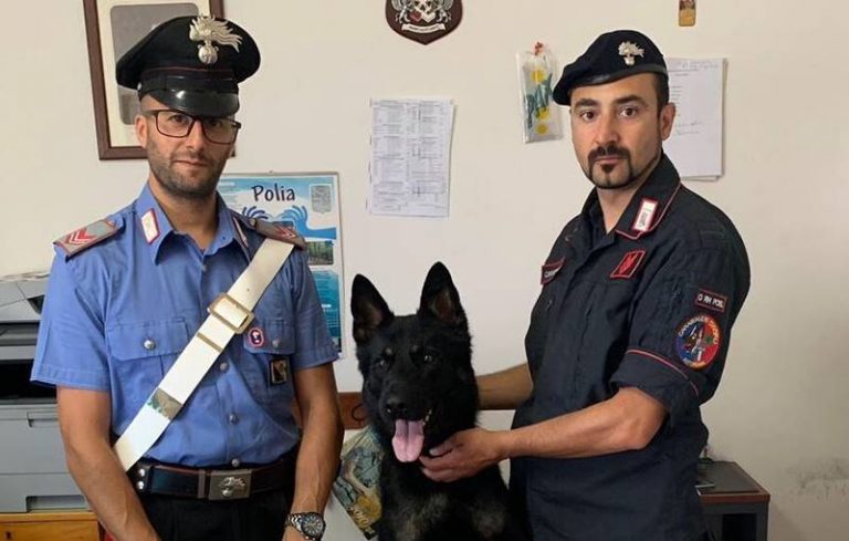 Polia: Enno, il cane carabiniere, scova 120 cartucce di fucile