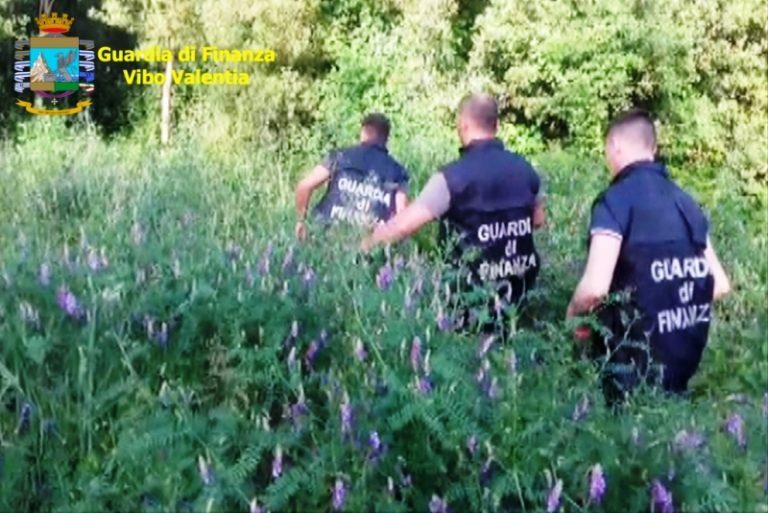 Droga, piantagione di marijuana scoperta dalla Guardia di finanza nelle Serre – Video