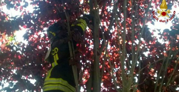 Lieto fine per un gatto bloccato sull’albero: salvato dai Vigili del fuoco e adottato