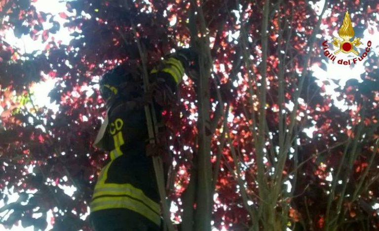 Lieto fine per un gatto bloccato sull’albero: salvato dai Vigili del fuoco e adottato