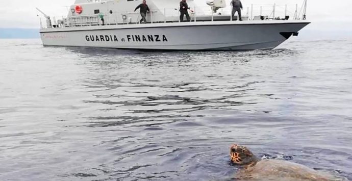 Tartaruga in difficoltà salvata da un’unità navale della Guardia di finanza di Vibo