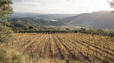 A Francavilla Angitola nasce la “Via dello Zibibbo” per celebrare l’antico vitigno