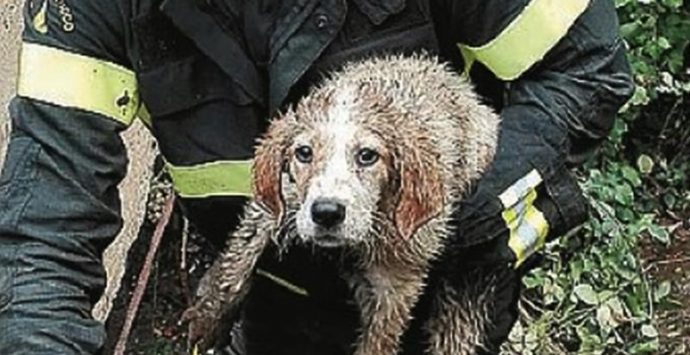 Cagnolini salvati dai vigili del fuoco a Pizzo