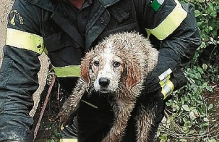 Cagnolini salvati dai vigili del fuoco a Pizzo