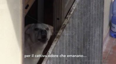 Convive con 18 cani a Vibo, condomini esasperati denunciano senza esito – Video