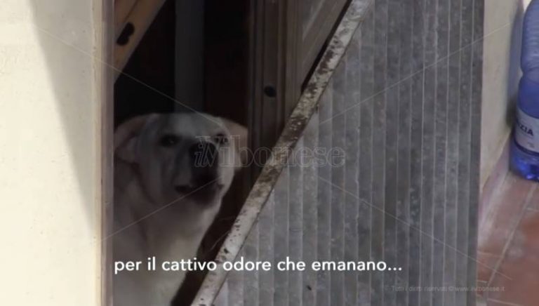 Convive con 18 cani a Vibo, condomini esasperati denunciano senza esito – Video