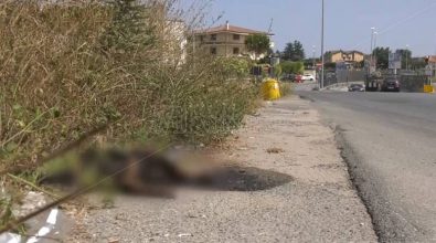 Vibo, carcassa per strada da giorni… ma il servizio di rimozione non c’è – Video