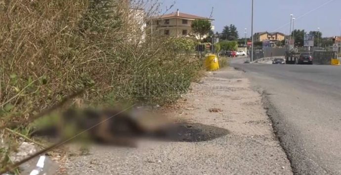 Vibo, carcassa per strada da giorni… ma il servizio di rimozione non c’è – Video