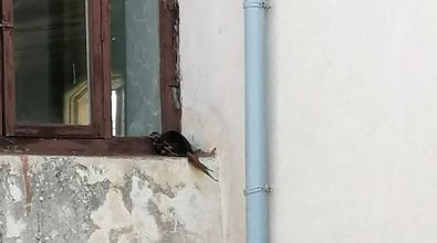 L’intervento | Ripopolamenti faunistici inutili e dannosi… e il fagiano si rifugia in chiesa