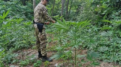 Piantagione di marijuana a Joppolo, condanna definitiva