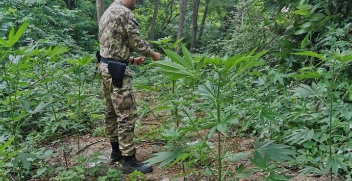 Piantagione di marijuana a Joppolo: Cassazione annulla con rinvio due condanne