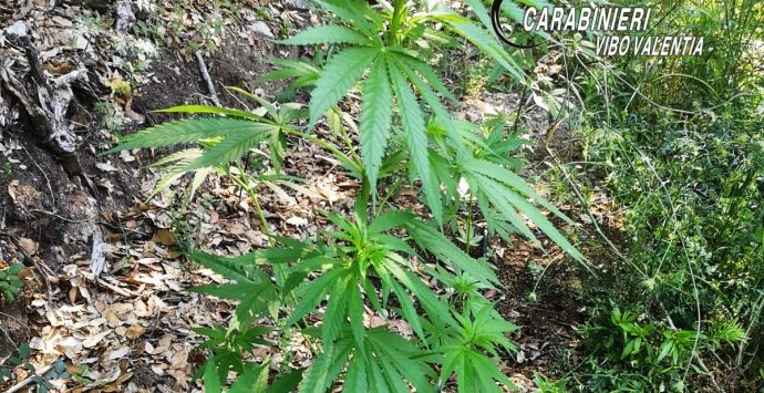 Droga, piantagione di marijuana scoperta dai carabinieri nelle Serre