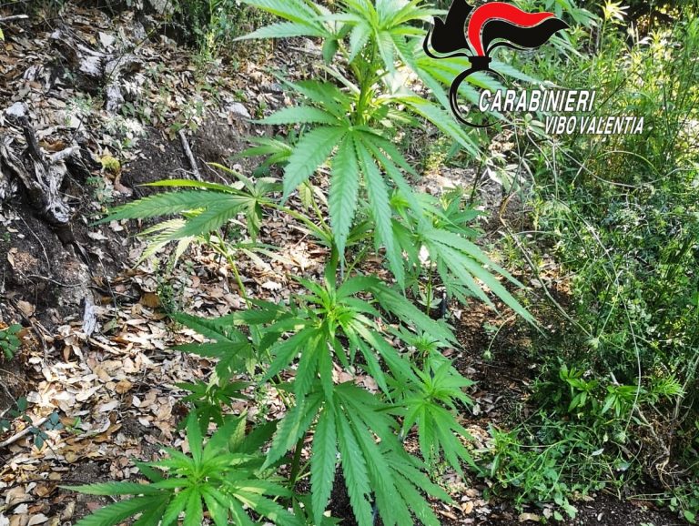 Droga, piantagione di marijuana scoperta dai carabinieri nelle Serre