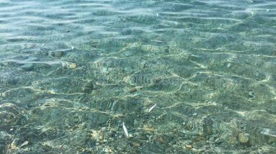 Moria di pesci e meduse a Pizzo, Paolillo (Wwf): «Il caldo non c’entra, bisogna indagare» – Video