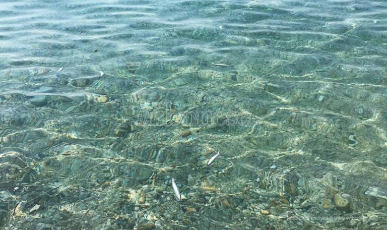 Misteriosa moria di pesci a Zambrone, sul posto la Guardia costiera