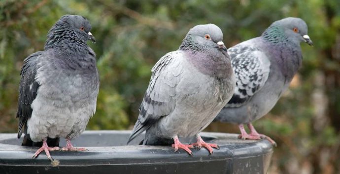 Parghelia, una nuova ordinanza mette al bando… i piccioni
