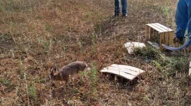 Caccia: nel Vibonese immessi migliaia di esemplari di lepri, fagiani e starne