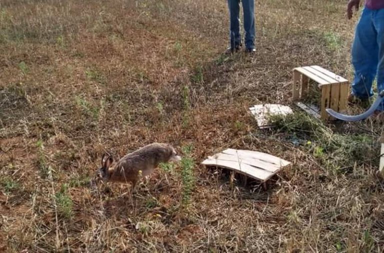 Caccia: nel Vibonese immessi migliaia di esemplari di lepri, fagiani e starne