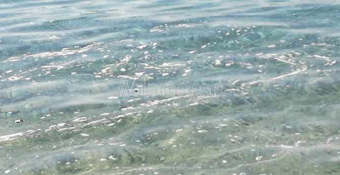 La melma invade il mare: sabato da dimenticare da Bivona a Vibo Marina – Video
