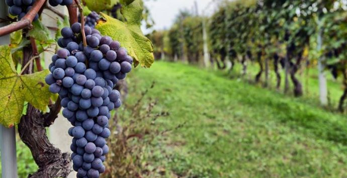 Il risveglio dei vignaioli vibonesi, ora si punta alla Doc “Costa degli Dei”