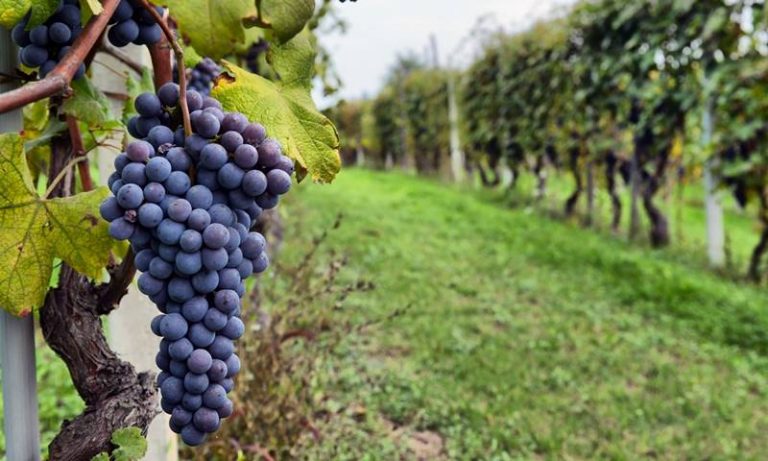 Aziende vitivinicole calabresi, in arrivo dalla Regione fondi per oltre 1 milione e 300mila euro